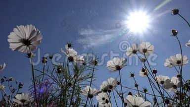 白色的宇宙之花作为太阳和蓝天的背景